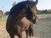 dressage horse Vasco 113 (German Riding Pony, 2012, from Vincent)