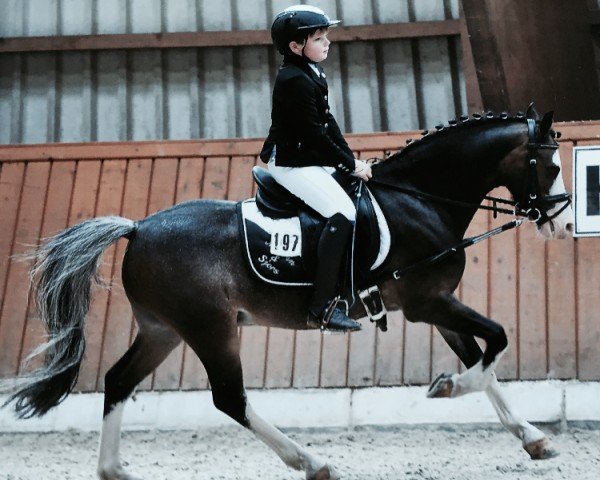 Dressurpferd Sjors (Welsh Pony (Sek.B), 2005)