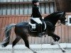 dressage horse Sjors (Welsh-Pony (Section B), 2005)