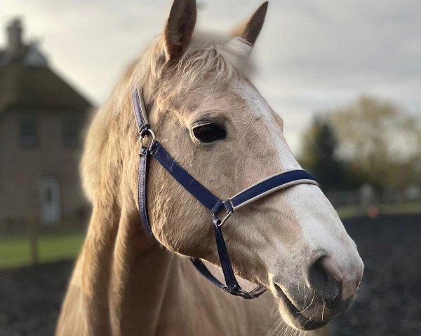 horse Davina N (German Sport Horse, 2007, from Mangold)