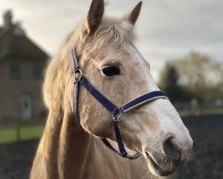 horse Davina N (German Sport Horse, 2007, from Mangold)