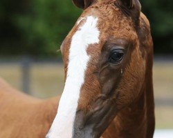 jumper Seolytha (KWPN (Royal Dutch Sporthorse),  , from Kallmar VDL)