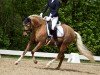 dressage horse Bella Sunshine (German Riding Pony, 2020, from Jonker's Socrates)