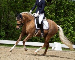 dressage horse Bella Sunshine (German Riding Pony, 2020, from Jonker's Socrates)