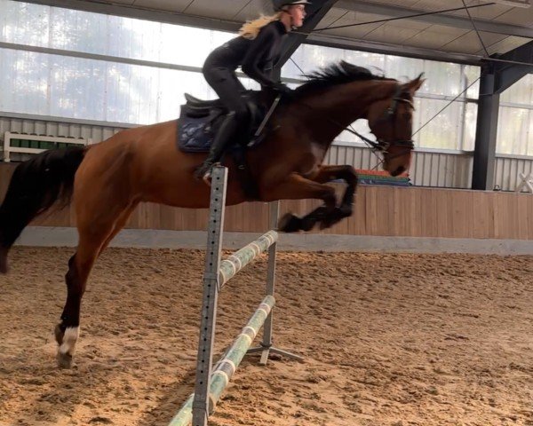 jumper Agauri Mr (Czech Warmblood, 2017)