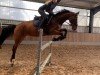 jumper Agauri Mr (Czech Warmblood, 2017)