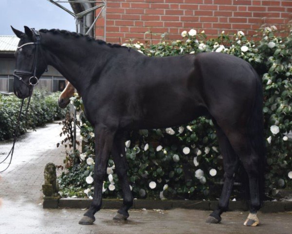 horse Seferino (Hanoverian, 2019, from Sandro Hit)