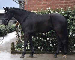 jumper Seferino (Hanoverian, 2019, from Sandro Hit)