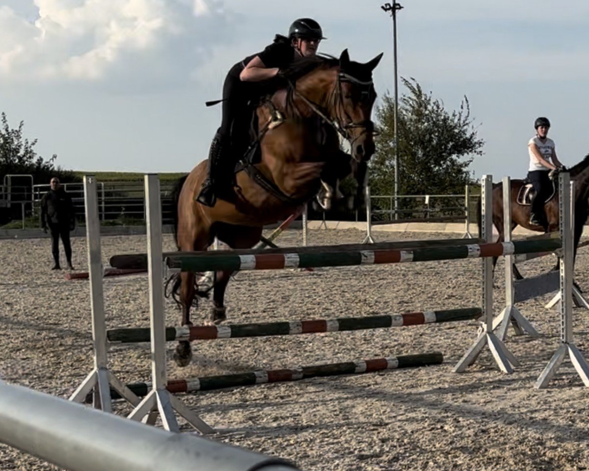Springpferd U Lady vh Poesthemhof (Zangersheide Reitpferd, 2013, von Ufo Du Val Guerard)