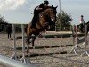 jumper U Lady vh Poesthemhof (Zangersheide riding horse, 2013, from Ufo Du Val Guerard)