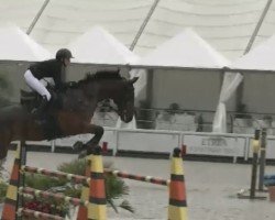 jumper Joppe (KWPN (Royal Dutch Sporthorse), 2014, from Canabis Z)