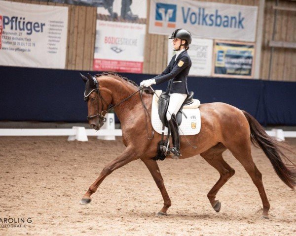 dressage horse Elmegardens Lacita (Danish Warmblood, 2016, from Boegegaardens Santiago)