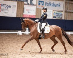 Dressurpferd Elmegardens Lacita (Dänisches Warmblut, 2016, von Boegegaardens Santiago)