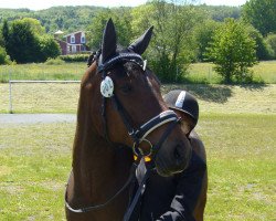 dressage horse Bismarck ES (German Riding Pony, 2006, from Baron)