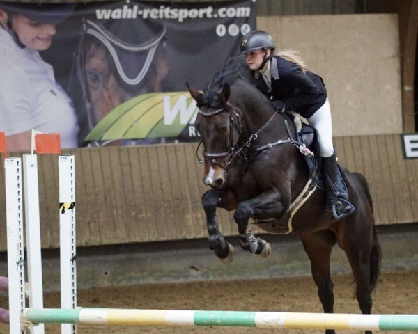 Springpferd Dina 318 (KWPN (Niederländisches Warmblut), 2008, von Gentleman)