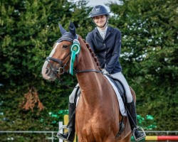 dressage horse Qryptonite (German Sport Horse, 2016, from DSP Quasi Gold Md)