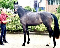 broodmare Nemesis M (Holsteiner, 2020, from Toulon)