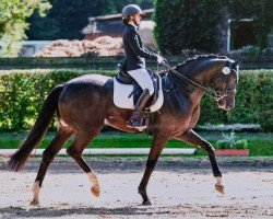 dressage horse For Eternaty 5 (Oldenburg, 2017, from Tannenhof's Fahrenheit)