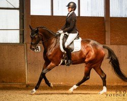 dressage horse Dancing Diarada (Oldenburger Springpferd, 2010, from Diarado)