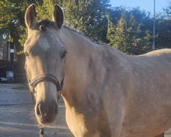 dressage horse Grindelwald 3 (German Riding Pony, 2020, from Golden Grey NRW)