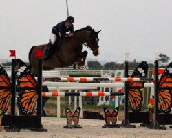 jumper Verdi D D H (KWPN (Royal Dutch Sporthorse), 2002, from Celano)