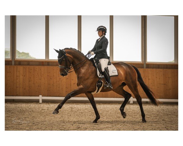 dressage horse Millenniums Little Lady (Hanoverian, 2015, from E.H. Millennium)