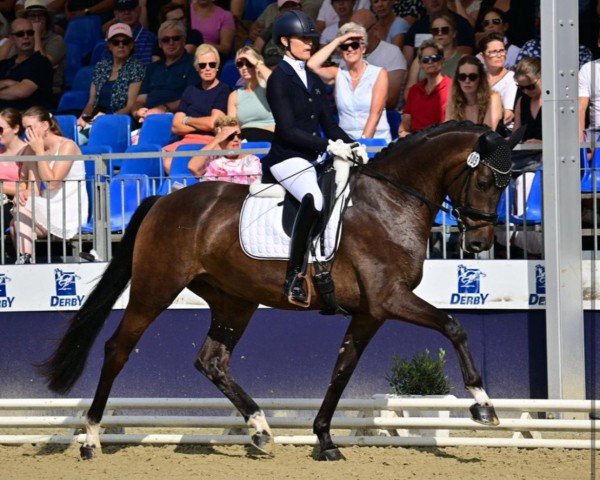 dressage horse Snickers F (German Sport Horse, 2020, from Secret)