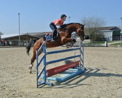 jumper Chicago (KWPN (Royal Dutch Sporthorse), 2007, from Cantos)