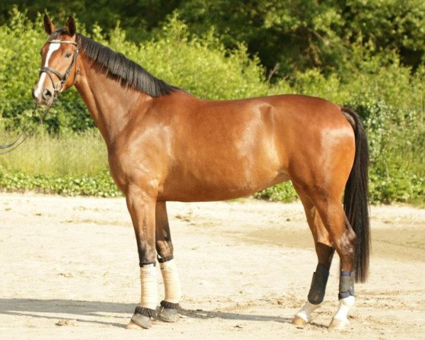 broodmare Weissena Five (Oldenburg, 2011, from Sir Donnerhall I)