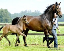 broodmare Weissena’s Diva (Oldenburg,  , from Don Romantic)