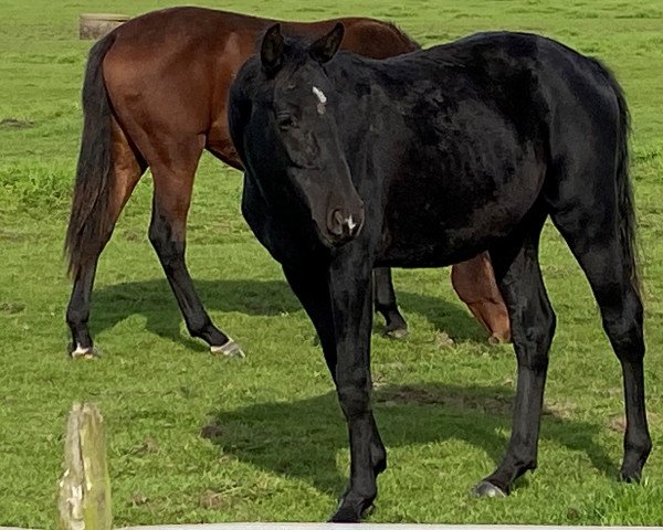 Pferd Lui Zento (Oldenburger Springpferd, 2020, von Lauck's Locke)