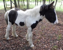 horse Mearas Siriondil (Tinker / Irish Cob / Gypsy Vanner, 2016)