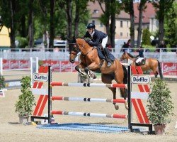 Springpferd Cecile Beauty (Ungarisches Warmblut, 2017, von Harrisburgh VDL)