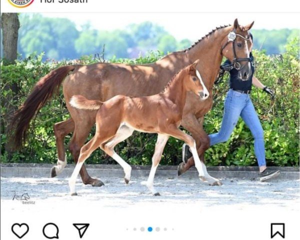 foal by Charleanne (Oldenburg show jumper, 2024, from Chatendro)