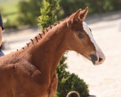 foal by Charleanne (Oldenburg show jumper, 2024, from Chatendro)