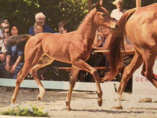 dressage horse For Orange (Oldenburg, 2022, from For Austria)