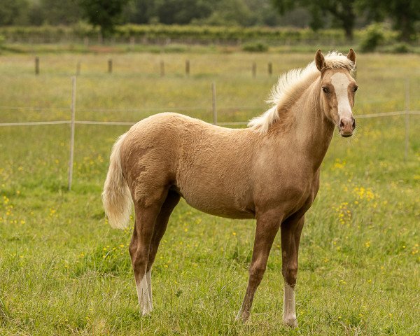 Dressurpferd Chiara (Deutsches Reitpony, 2021, von Fs Numero Uno)