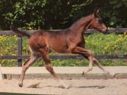 foal by Quelle Femme De Orange Z (Zangersheide riding horse, 2024, from Quel Mexx)