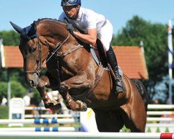 broodmare Altesse Gold (Oldenburg, 2006, from Armitage)