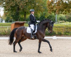 dressage horse Morric (Hanoverian, 2016, from Morricone)