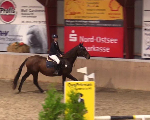 Reitturnier Behrendorf 2024