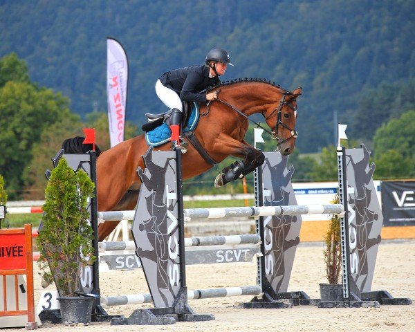 Springpferd Haya Menama (Selle Français, 2017, von Croc Lulu d'Aubigny)