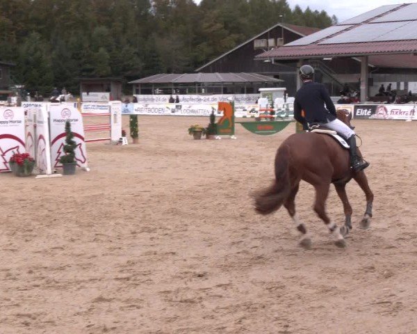 Reitturnier Ranshofen - Braunau am Inn 2024
