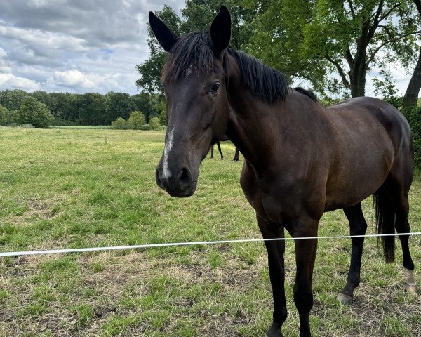 Springpferd Caprice Blue (Westfale, 2021, von Christian's Chacco)