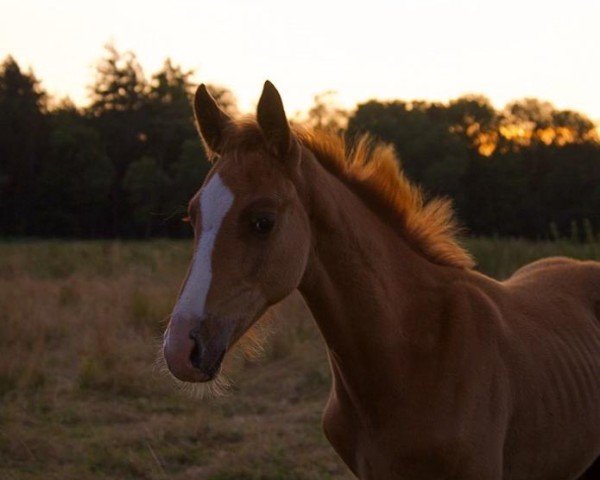 Fohlen von Cayo Perico (Deutsches Reitpferd, 2024, von Cellisto Ar)