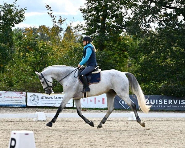 jumper Lonely (KWPN (Royal Dutch Sporthorse), 2016, from Up To Date)