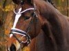 dressage horse Wywanda KZI (Hanoverian, 2016, from Florenz 71)