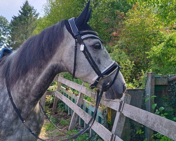 horse Adiya (Irish Sport Horse, 2017, from Alhebayeb xx)