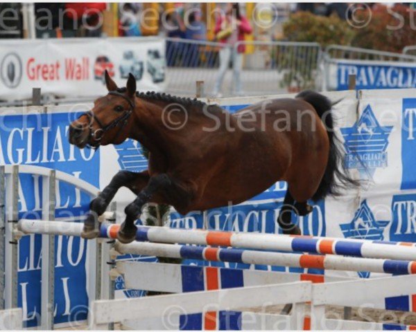 jumper Tucada Della Caccia (Sella Italiano, 2010, from Toulon)