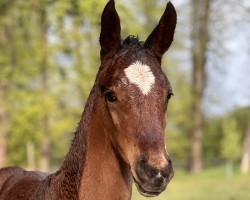 foal by Havanero Z (Zangersheide riding horse, 2024, from Heart-Throb BS)